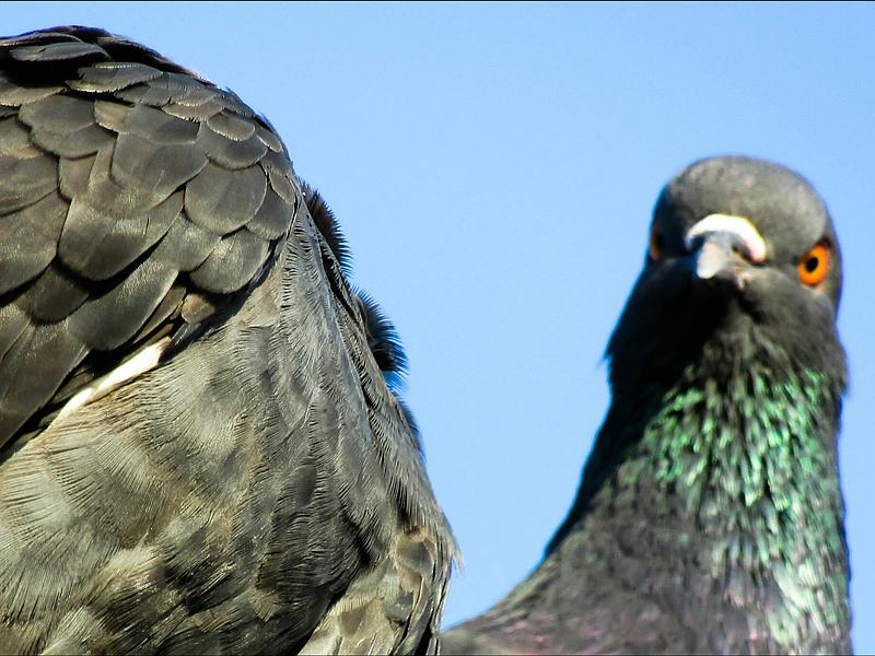 Lutte contre les pigeons par professionnel