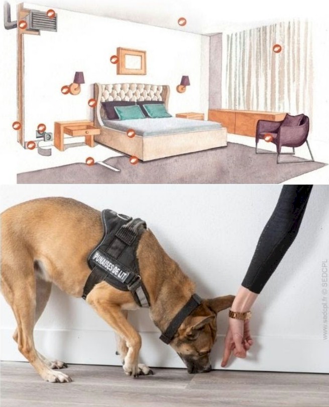 Détection punaises de lit