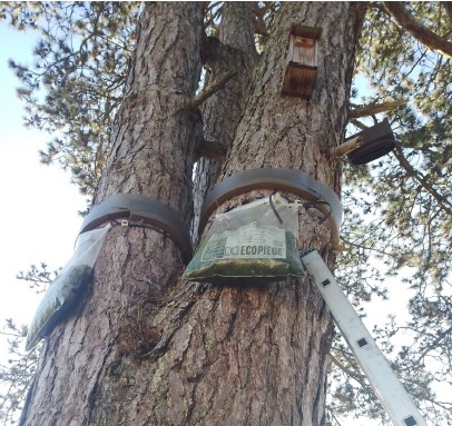 Eco-Piège à Chenilles Processionnaires