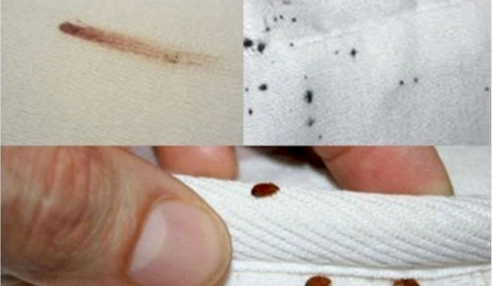Infestations de punaises de lit