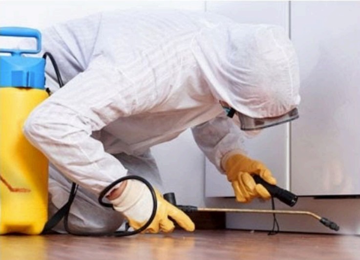 Traitement pulverisation contre les punaises par professionnel
