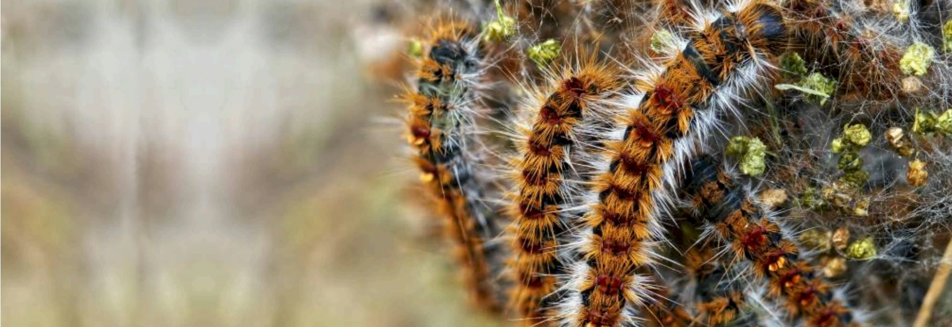 Numéro d'Urgence, Lutte contre rongeurs, insectes grimpants, insectes volants, volatiles
