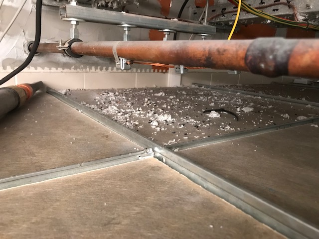 traces de souris dans faux plafonds